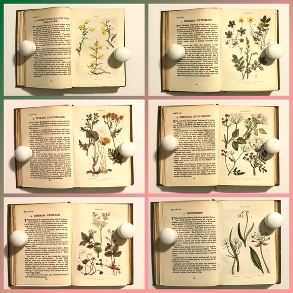 Flowers Shown to the Children 1908 - Color Plates - Picture 5 of 11